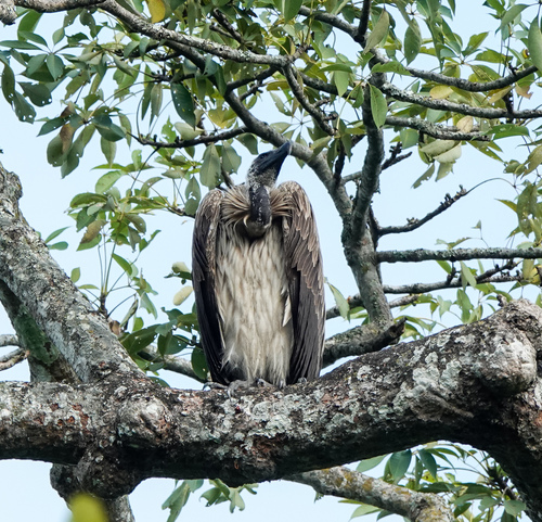 Slender-billed Vulture (Gyps tenuirostris), photo 9