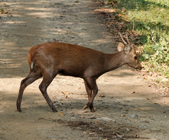 Axis porcinus porcinus