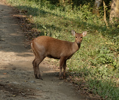Axis porcinus porcinus