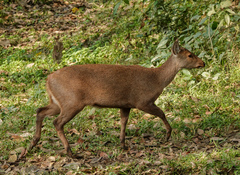 Axis porcinus porcinus