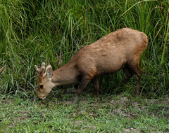 Axis porcinus porcinus