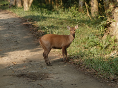 Axis porcinus porcinus