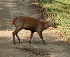 Axis porcinus porcinus