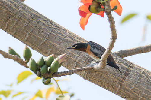 Spot-winged Starling (Saroglossa spilopterus), photo 7