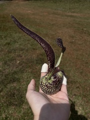Aristolochia