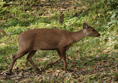 Axis porcinus porcinus