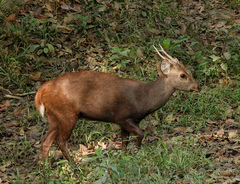 Axis porcinus porcinus