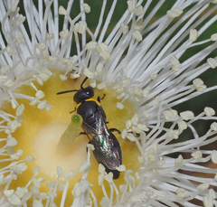Hylaeus amiculus