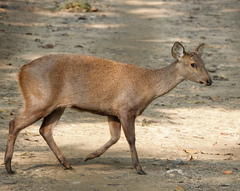 Axis porcinus porcinus