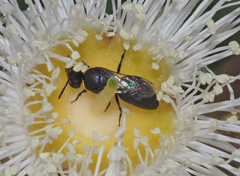 Hylaeus amiculus