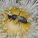 Hylaeus amiculus - Photo (c) Linda Rogan EntSocVic, some rights reserved (CC BY-NC), uploaded by Linda Rogan EntSocVic