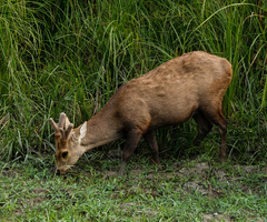 Axis porcinus porcinus