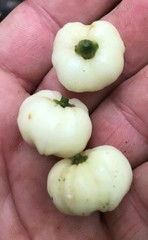 Acronychia crassipetala