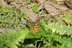 Heteronympha paradelpha