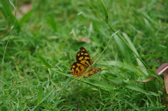 Heteronympha paradelpha
