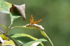 Heteronympha paradelpha