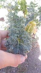 Brassica oleracea acephala