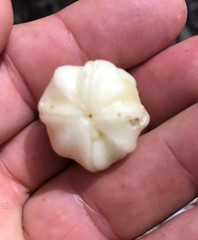 Acronychia crassipetala