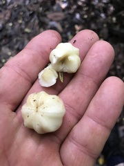 Acronychia crassipetala