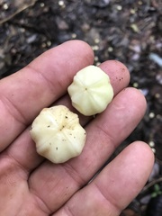 Acronychia crassipetala