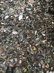 Acronychia crassipetala