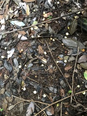 Acronychia crassipetala