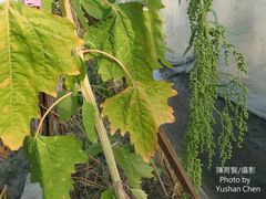 Chenopodium formosanum