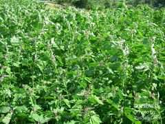 Chenopodium formosanum