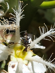 Scrobiger splendidus