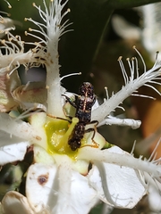 Scrobiger splendidus