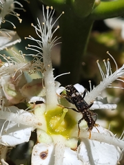 Scrobiger splendidus