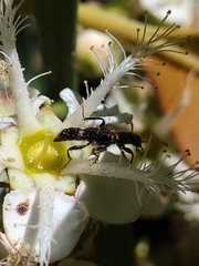 Scrobiger splendidus