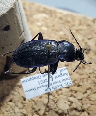 Carabus serratus
