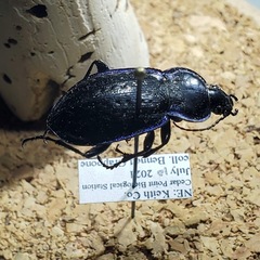 Carabus serratus