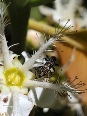 Scrobiger splendidus