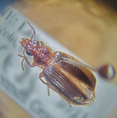 Plochionus timidus