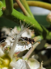 Scrobiger splendidus