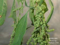 Chenopodium formosanum