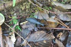 Carabus blaptoides