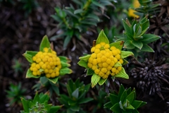 Helichrysum witbergense