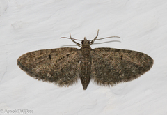 Eupithecia virgaureata