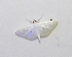 Palpita horakae