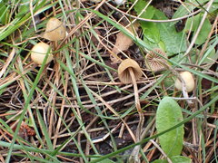 Galerina graminea