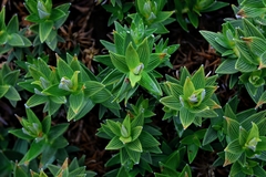 Helichrysum witbergense