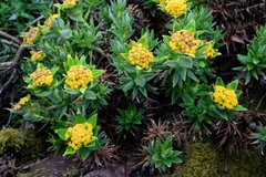 Helichrysum witbergense