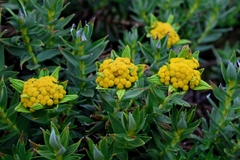 Helichrysum witbergense