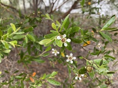 Leptospermum luehmannii