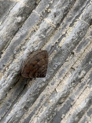 Aegista