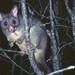 Western Brush-tailed Possum - Photo (c) Lin Piest, some rights reserved (CC BY-NC), uploaded by Lin Piest