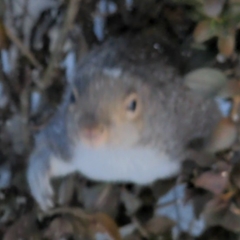 Sciurus carolinensis